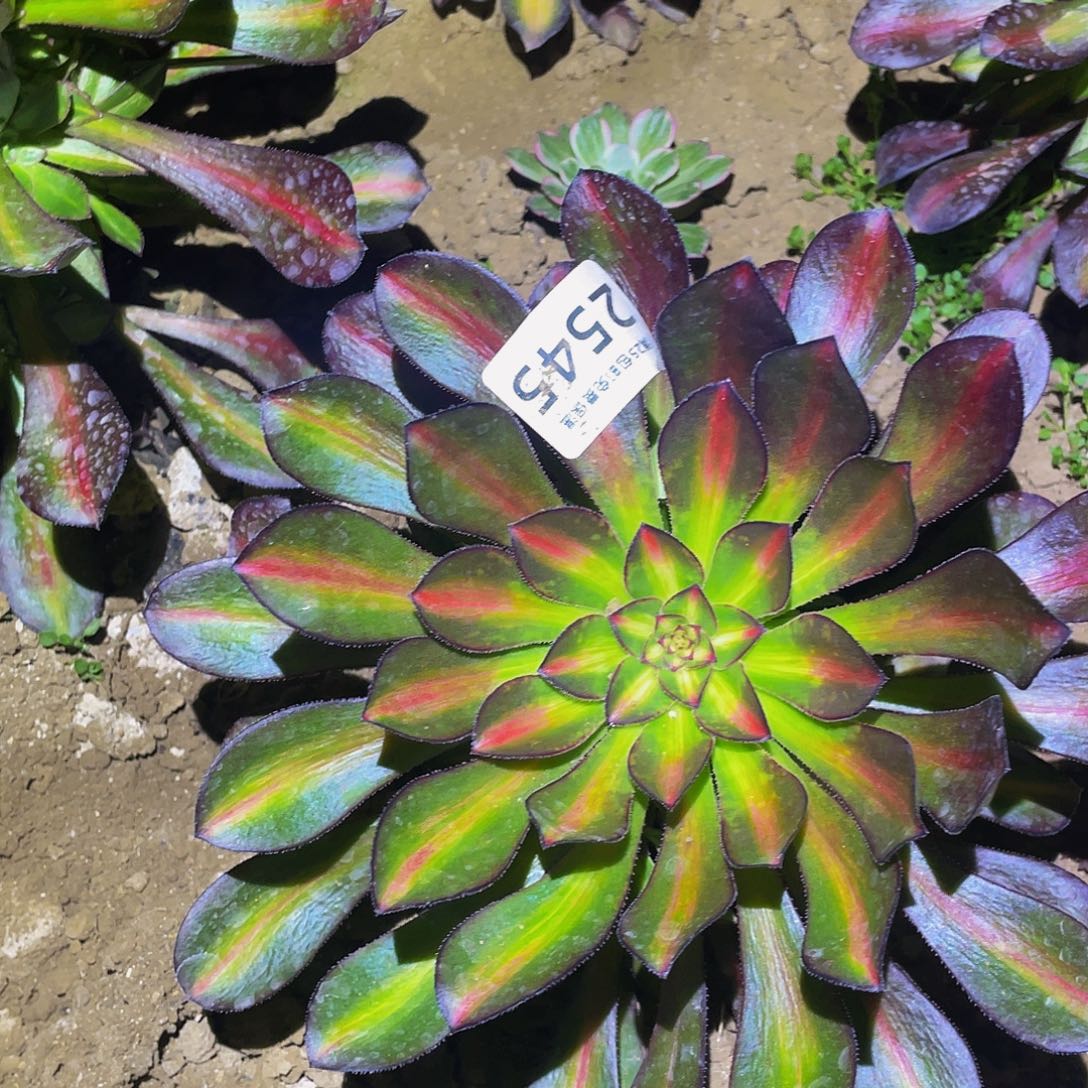 2545晚霞多肉植物