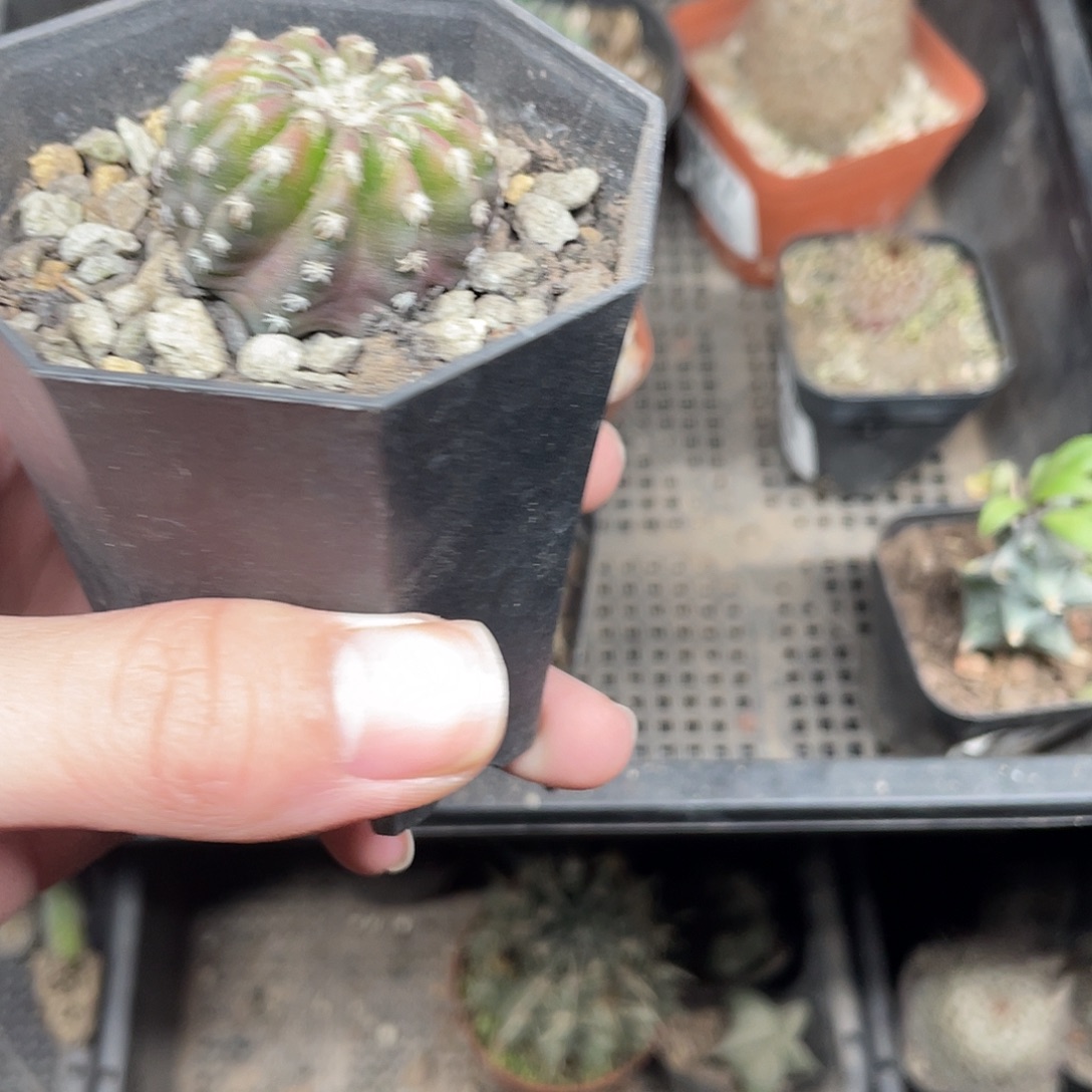 奇特球（满18包邮）