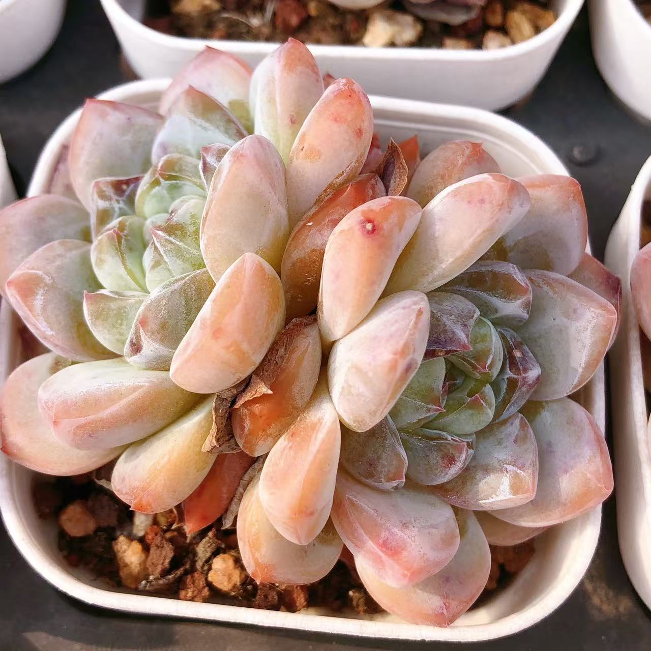 多肉植物 双头阳春白雪一颗（尺寸5左右）满28包邮除偏远