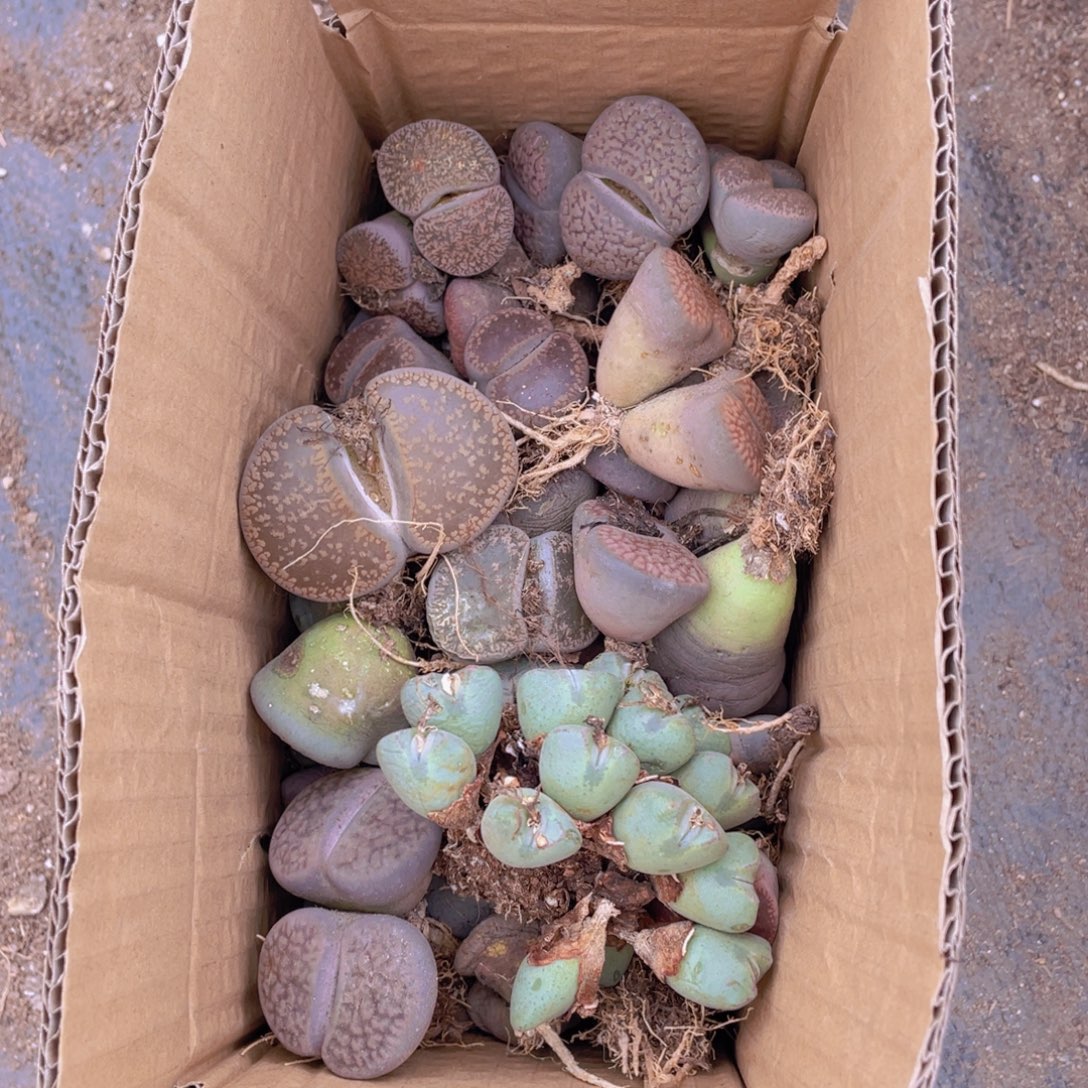 一箱母本8888888888