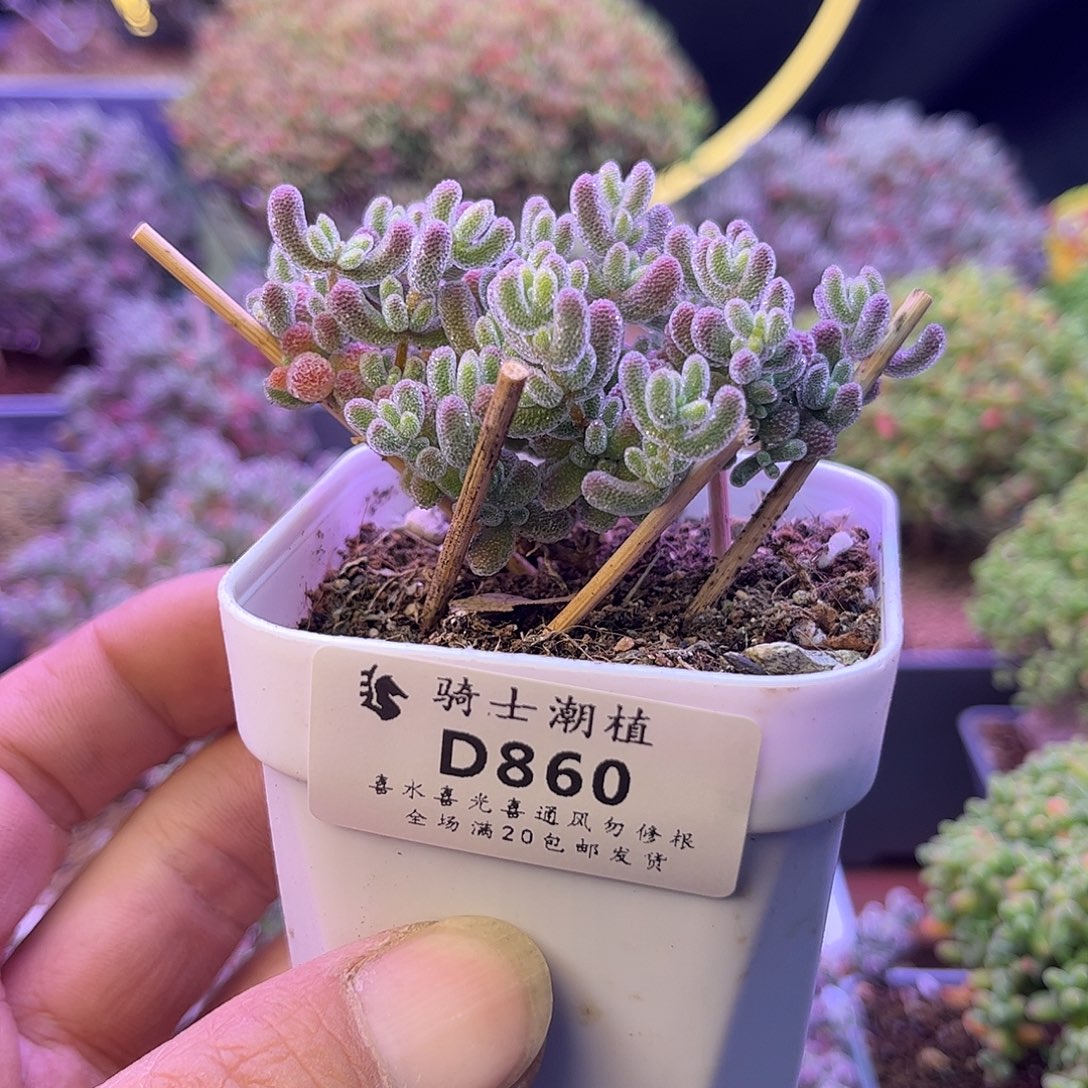 860优选冰晶造型桩