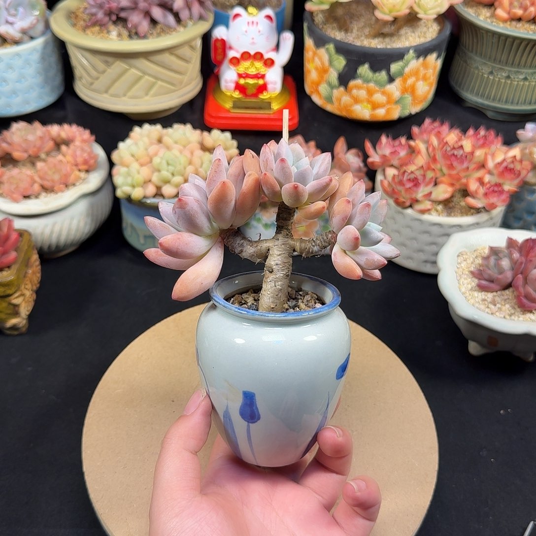 奥普琳娜13cm带盆土发货一单包邮