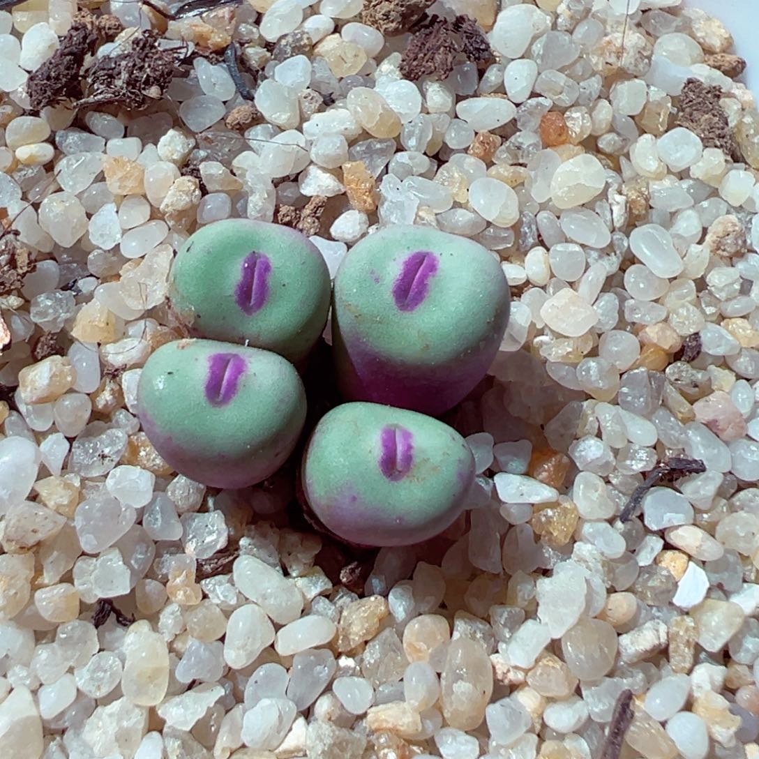 88-989多肉多肉1380b