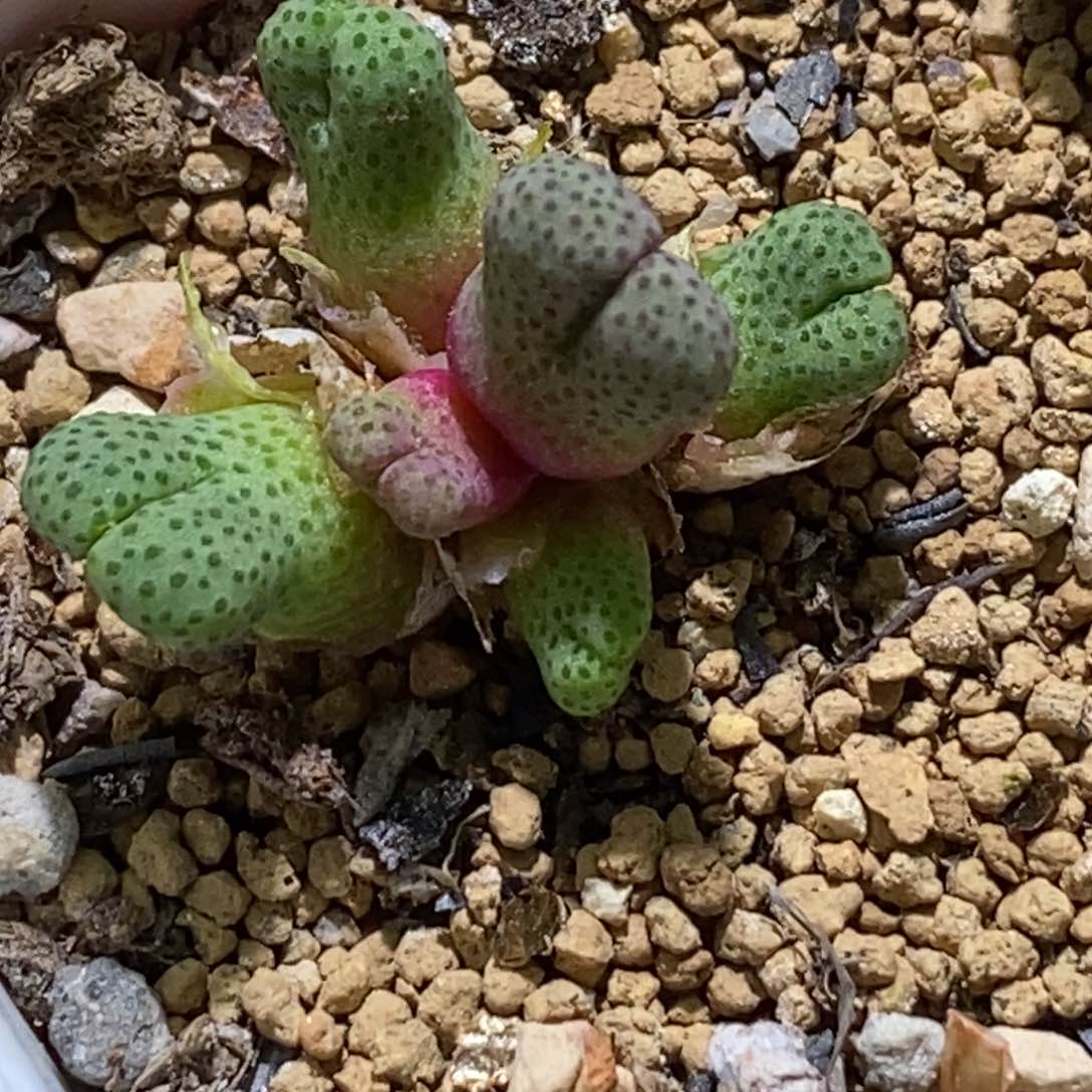 955斑马955斑马955斑马