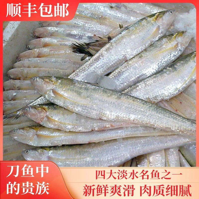 吕四渔港纯野生海刀鱼 新鲜发货顺丰江浙沪皖包邮