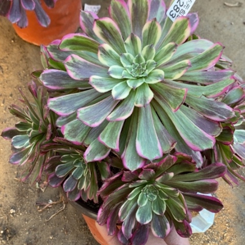 283水彩画满25包邮多肉