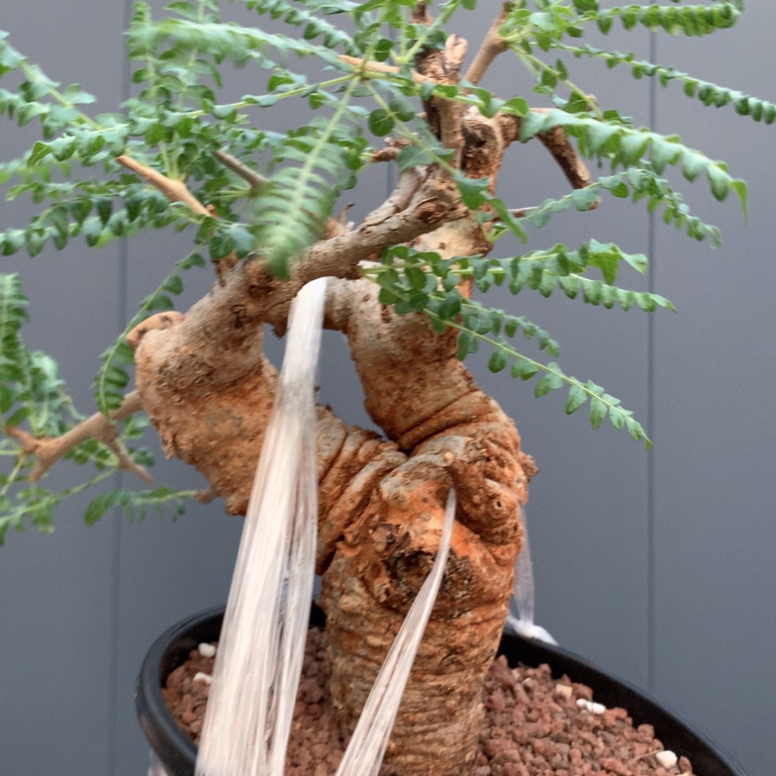 尼勒达乳香产地熟桩