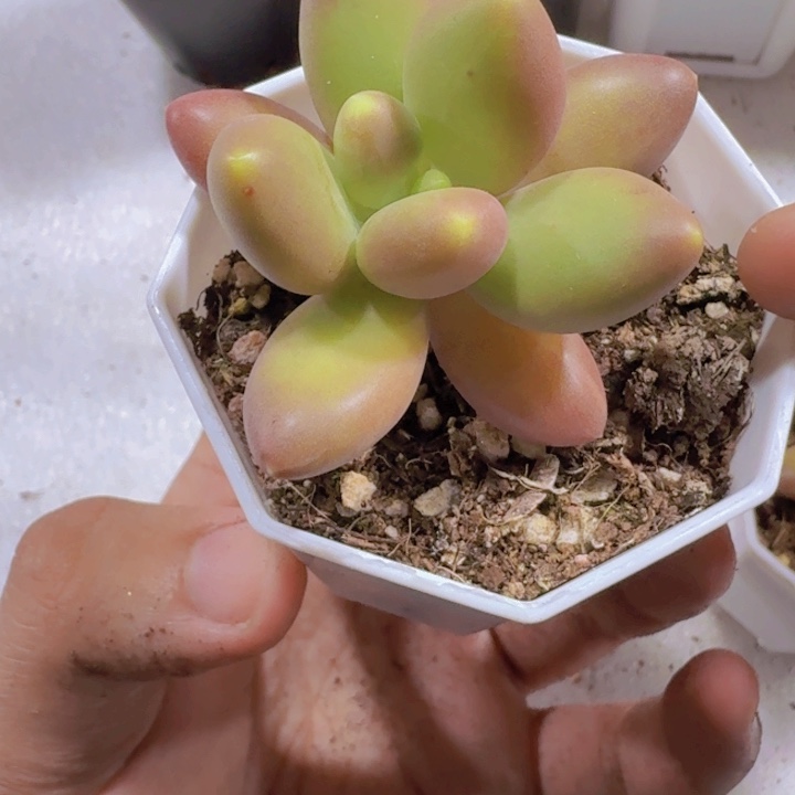 单头芒果奶酪一颗