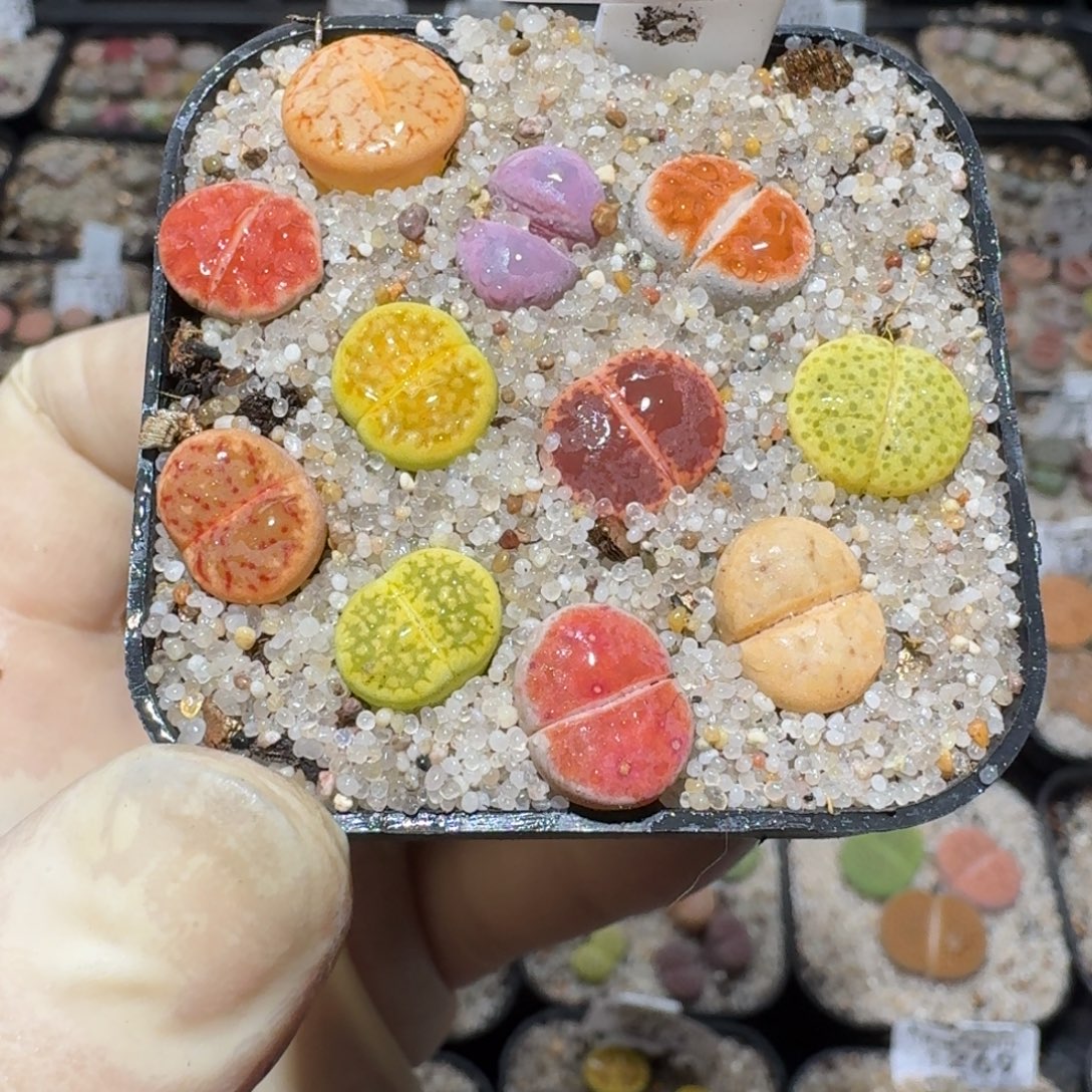 z小黄车里捡漏啦1603