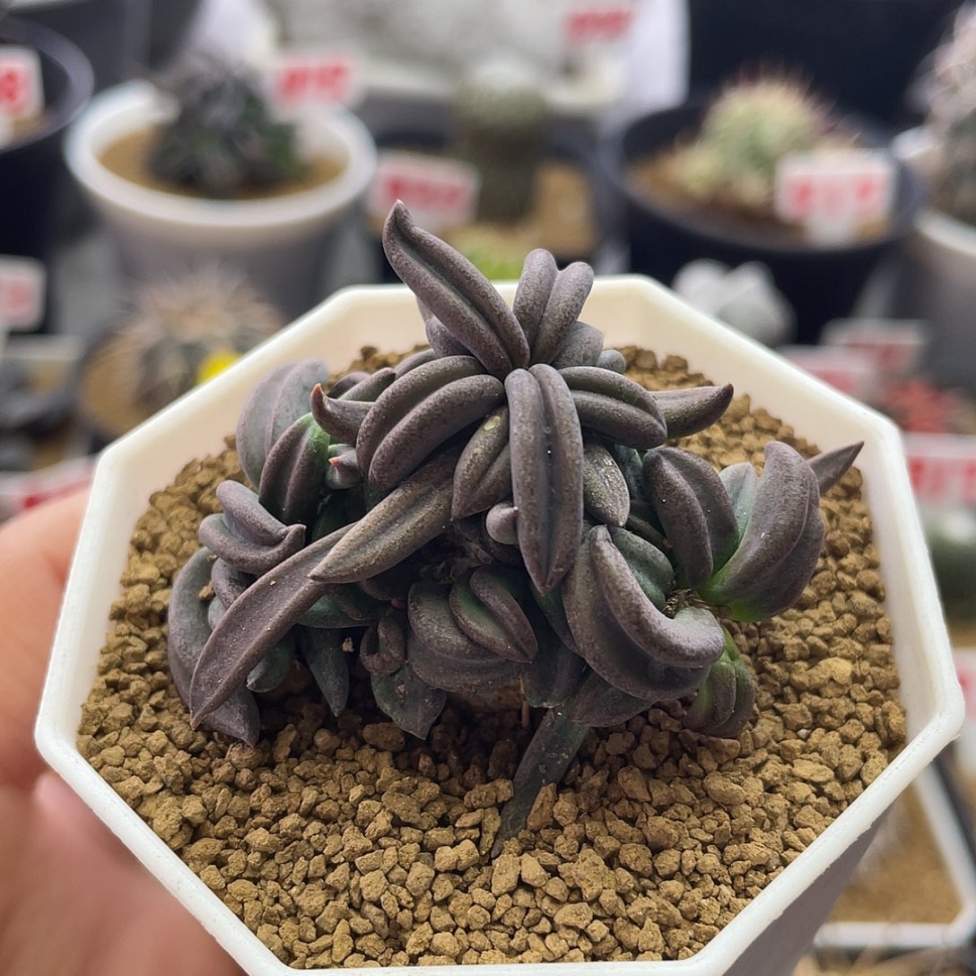 实生丸叶雀舌麒麟仙人球