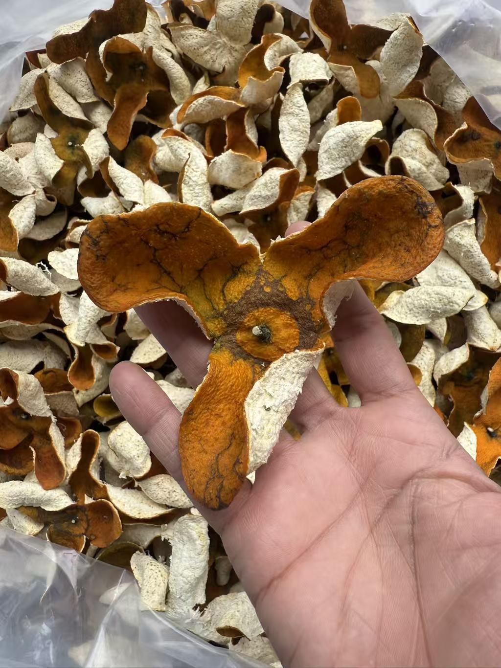 【2025大红皮】柑皮