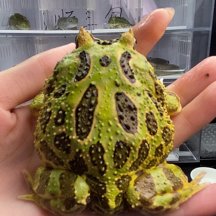 角蛙2261大亚成绿角 公7+