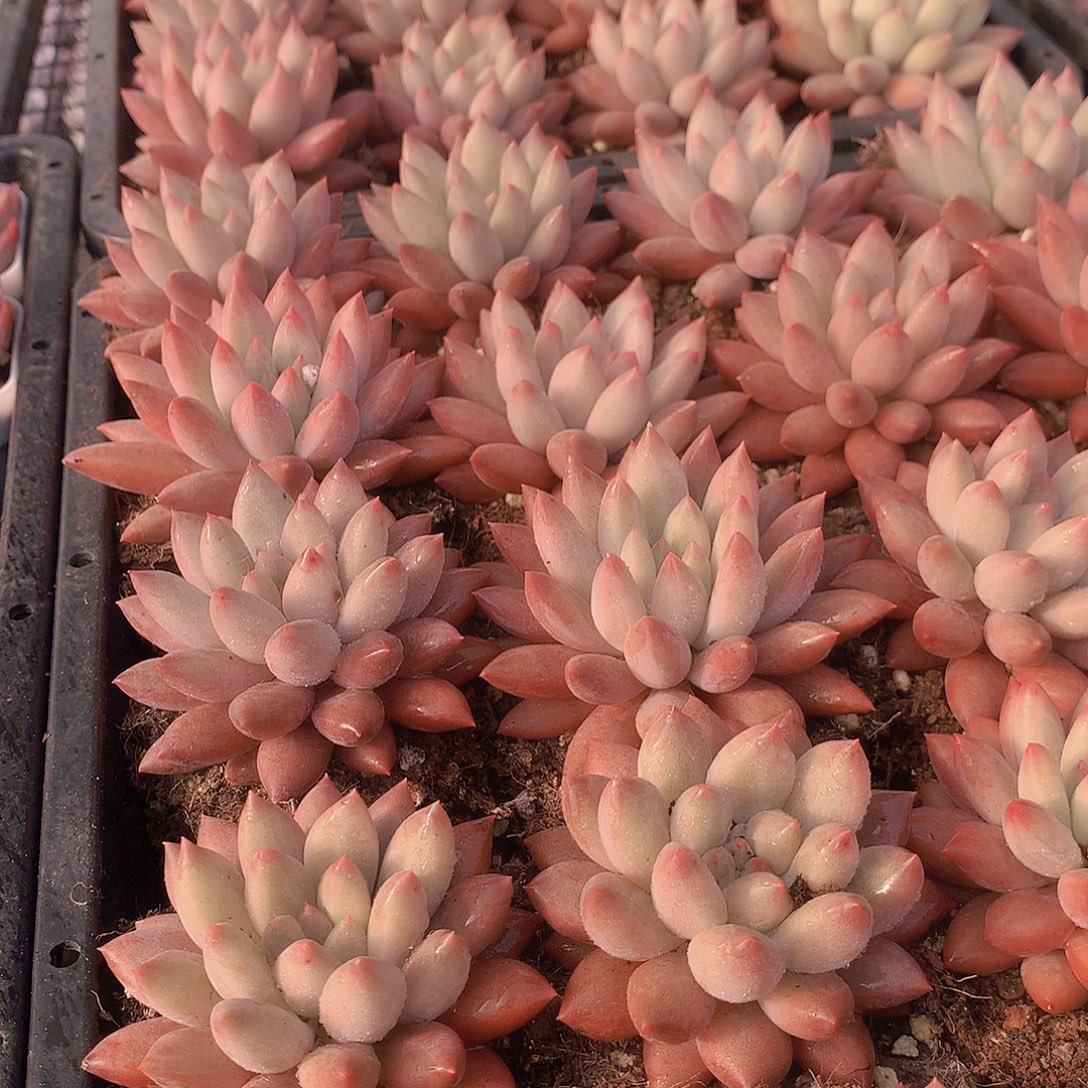 粉体水晶球456788999999