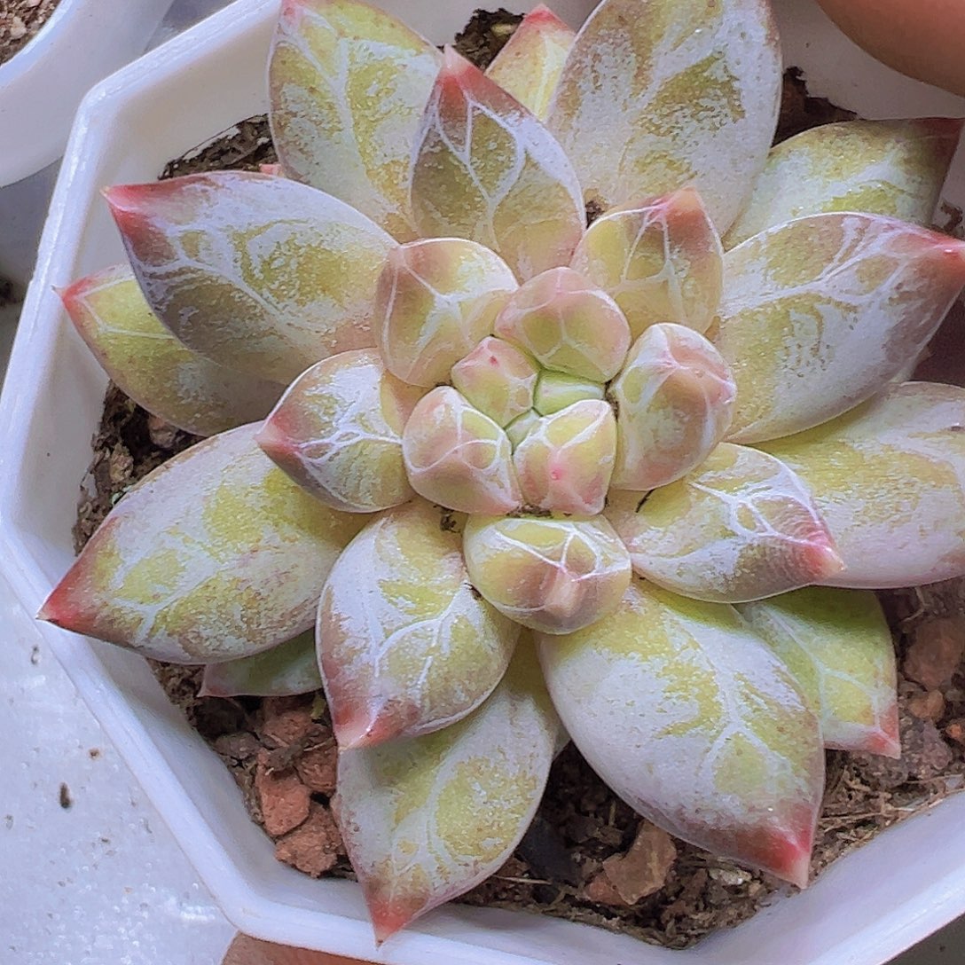 幻影美人19包邮多肉植物