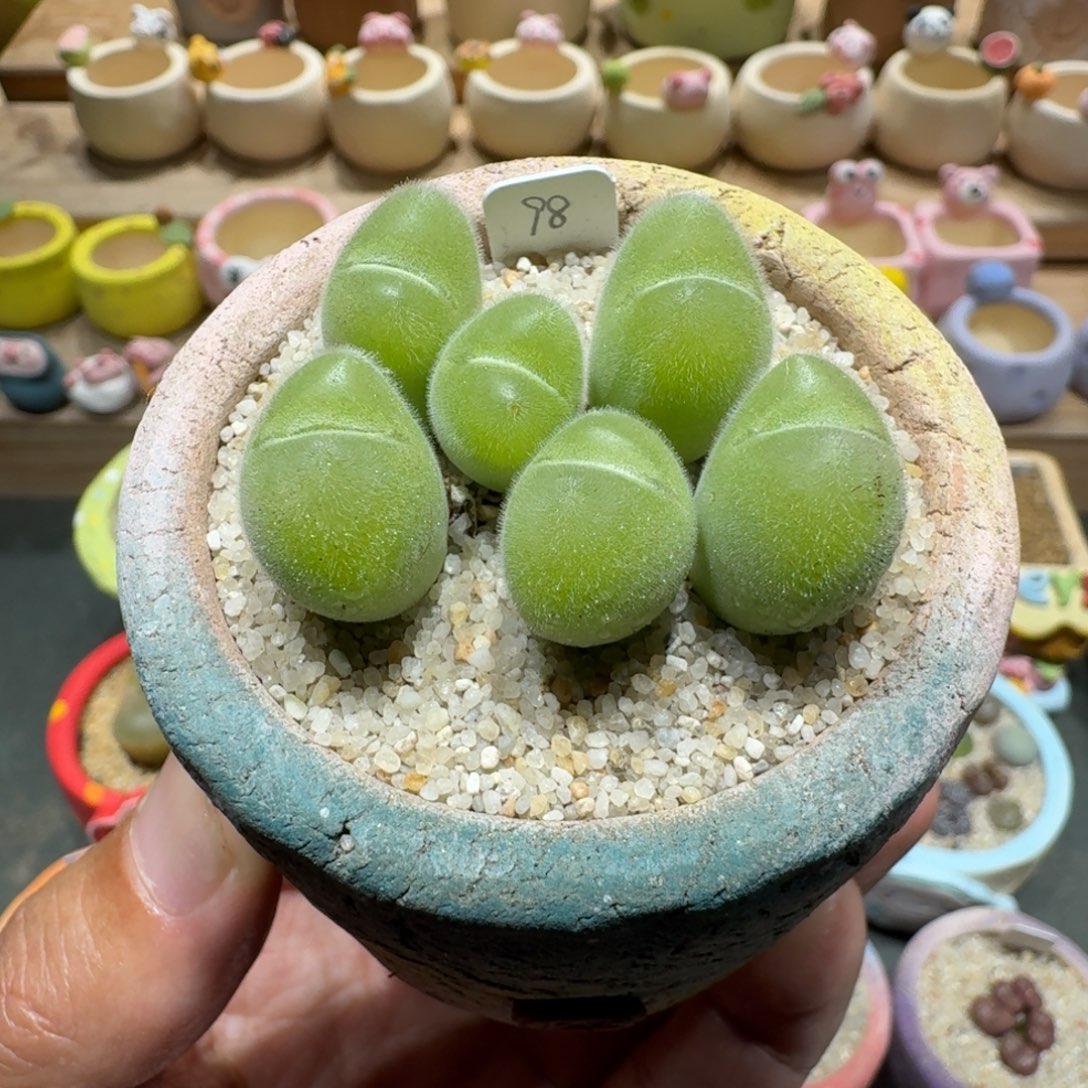 蘑菇1408长毛毛翠滴多肉植物