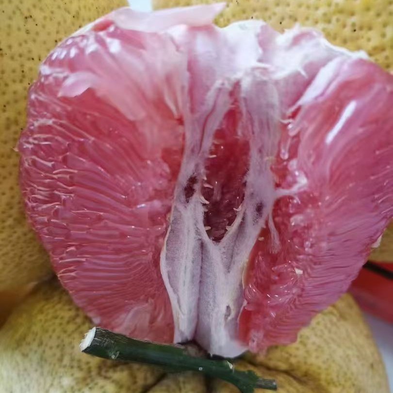 正宗老树广丰大南马家柚江西上饶特产红心柚现摘现发普通果品质好