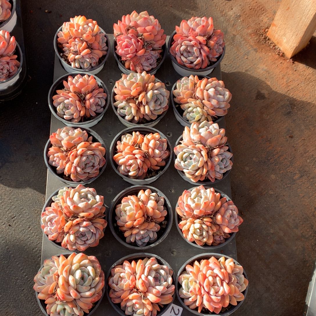 15颗  带盆发 260号新疆西藏内蒙古不包邮