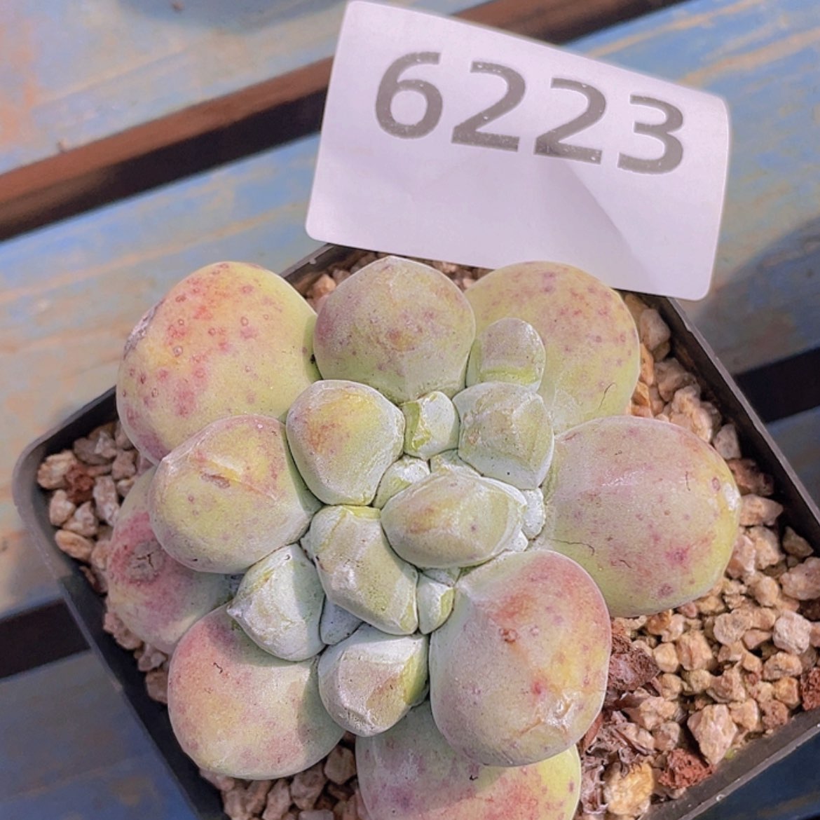 【闪购商品】红拇指