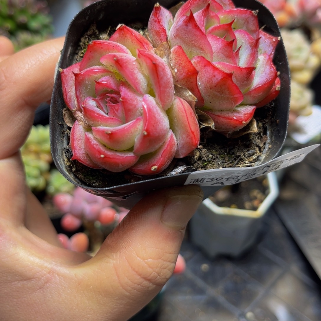 1244-7厘米双头（捡漏）