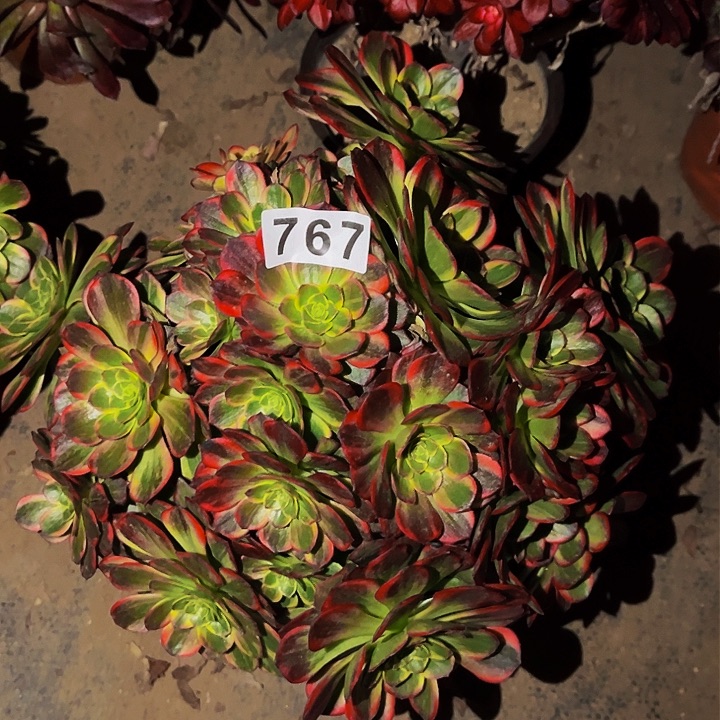 767黄金万两多肉植物处理不售后