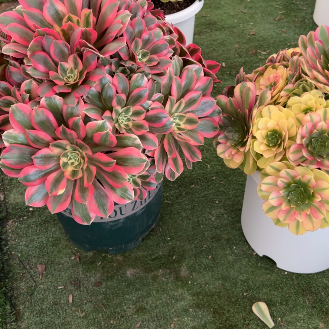 408，371多肉植物法师