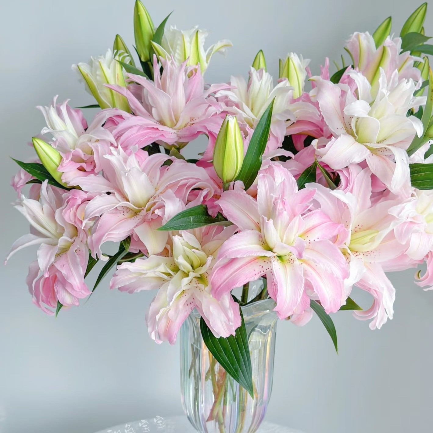 戴安娜重瓣百合，一单包邮！