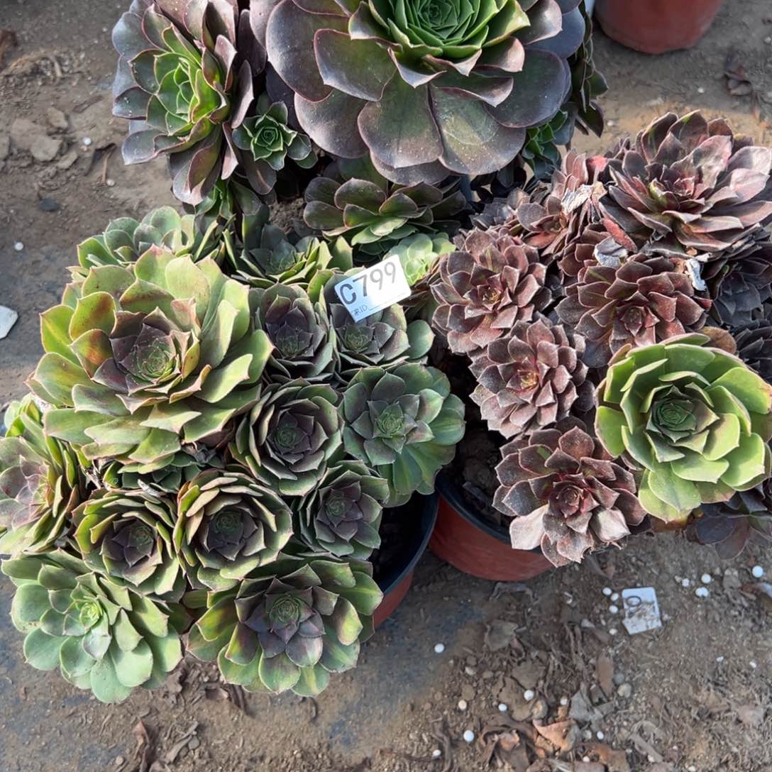 799三颗组合多肉植物