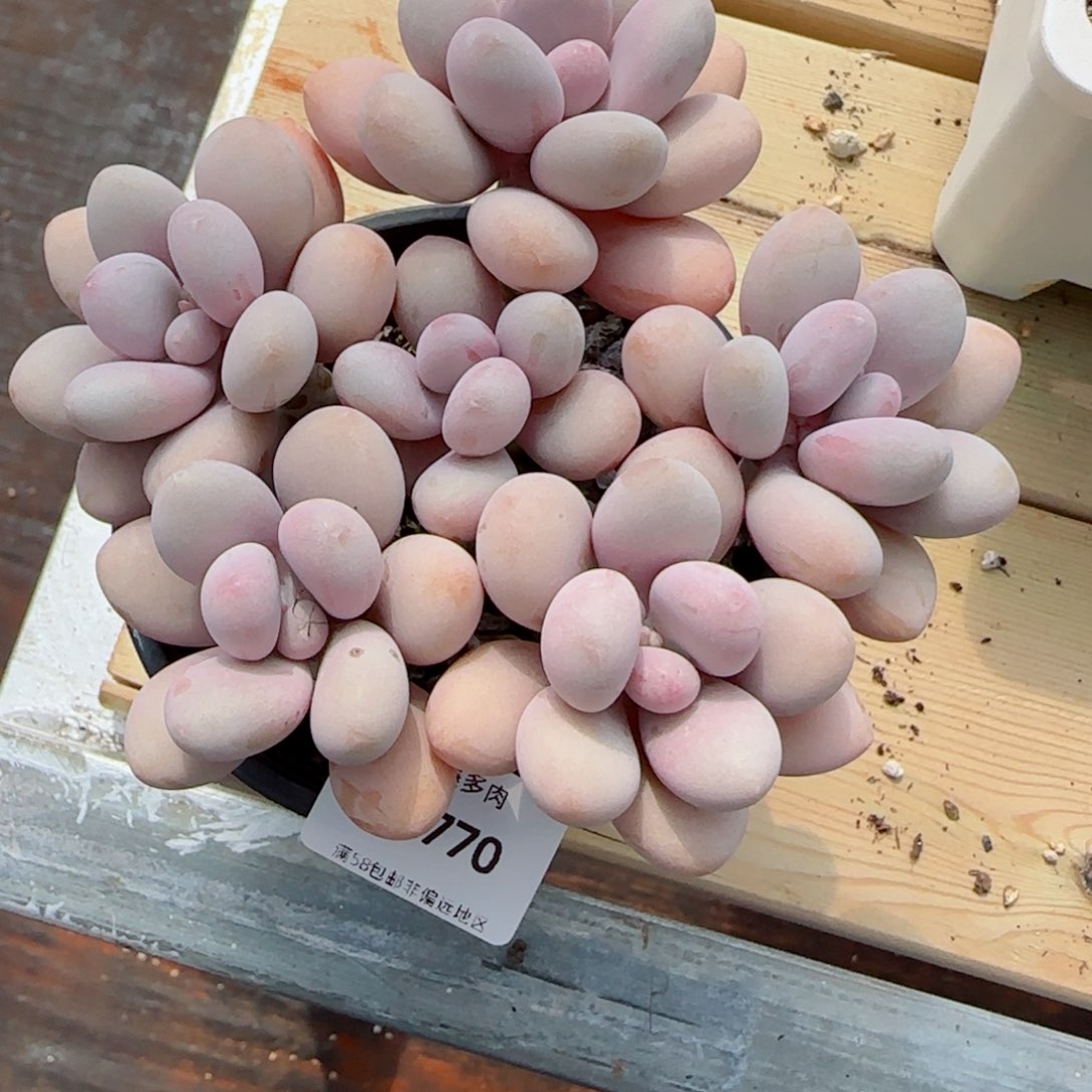 桃蛋无砍，7770多肉