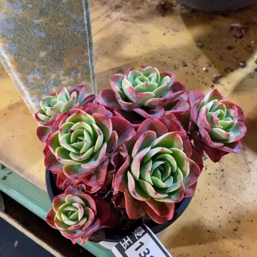 【闪购商品】克里斯汀13160