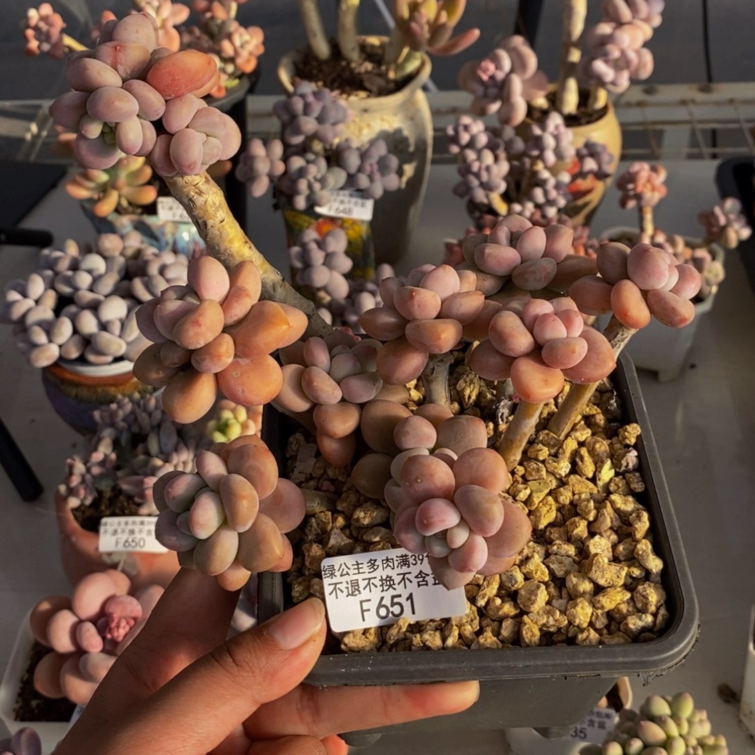 651樱花洛神多肉有断枝