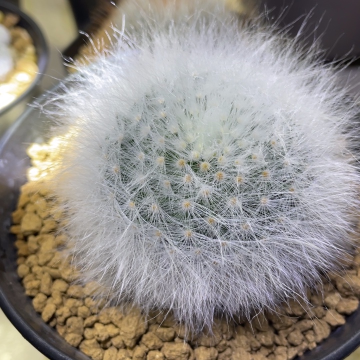 独***宠无刺丽光殿         一物一拍