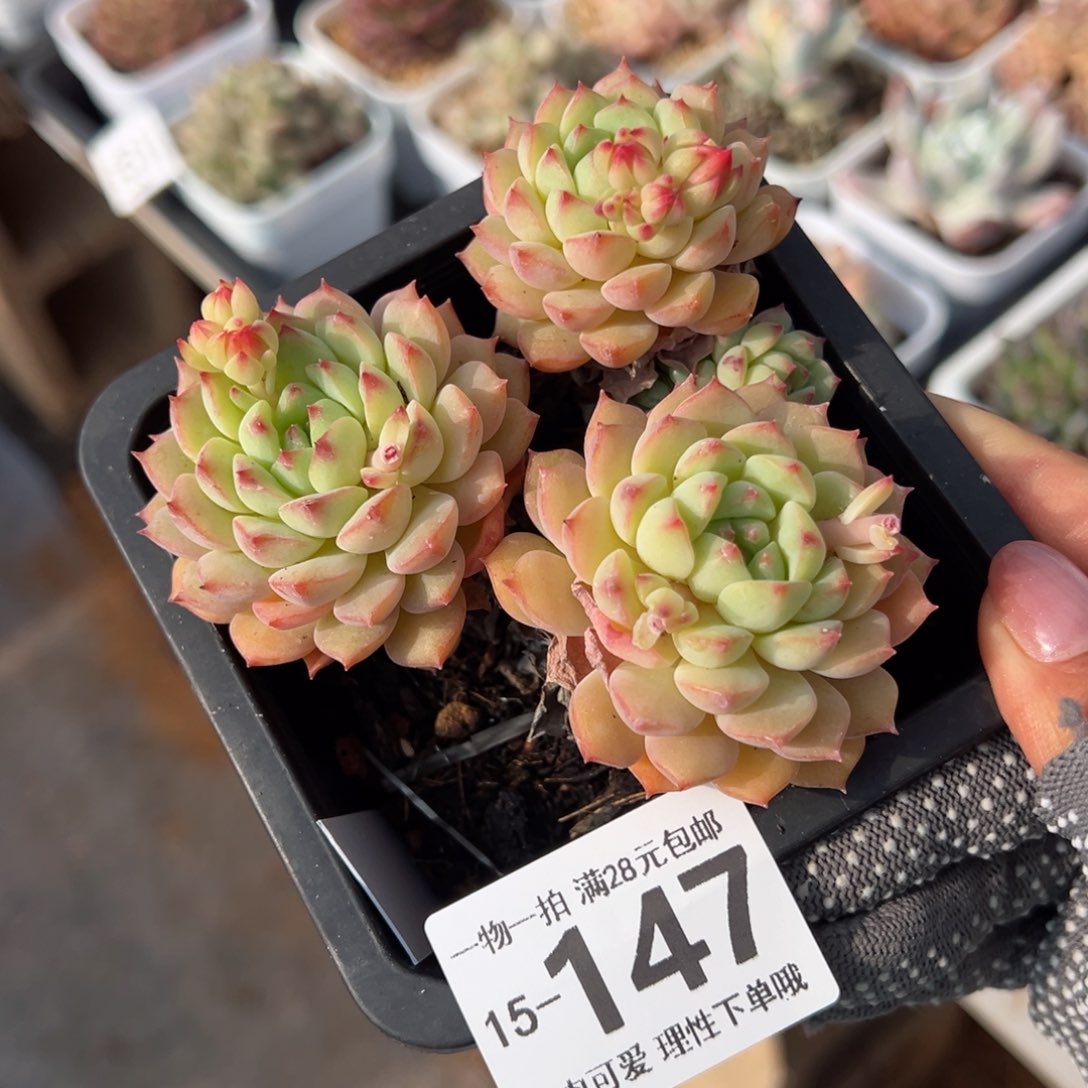 熊猫脸多肉多肉多肉多肉