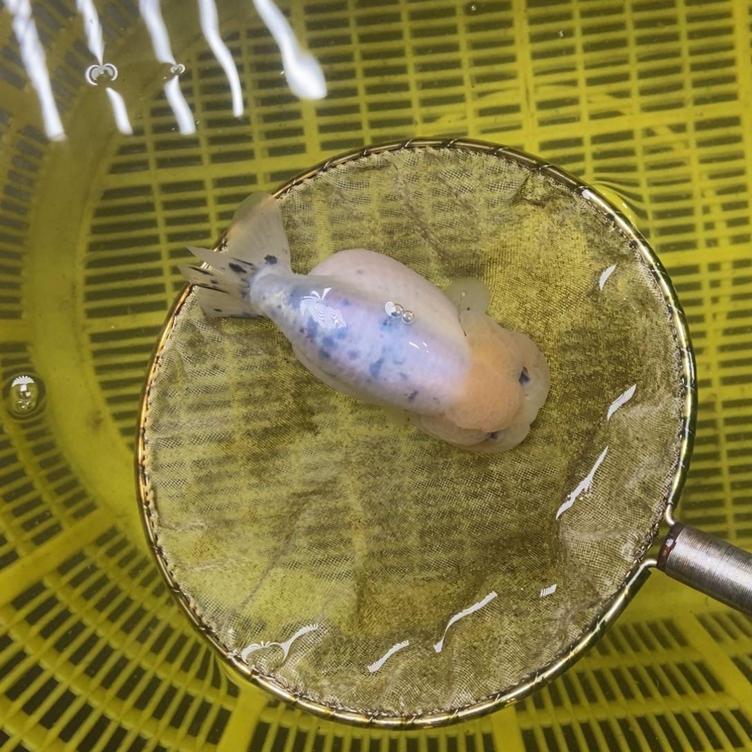 海水鱼蟹*面寄付落地包损包健康