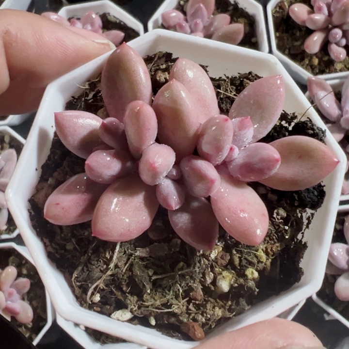 粉兔精品多肉植物大战