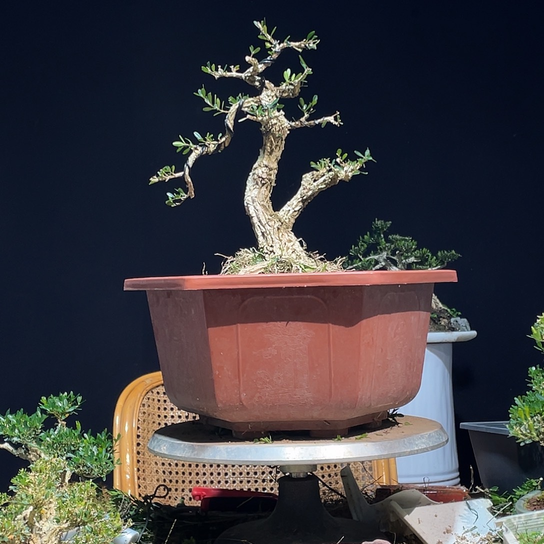 无花朵广东皱皮雀舌黄杨盆景