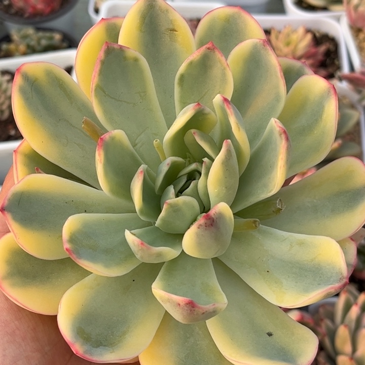 雨燕座锦大头盖一颗价格