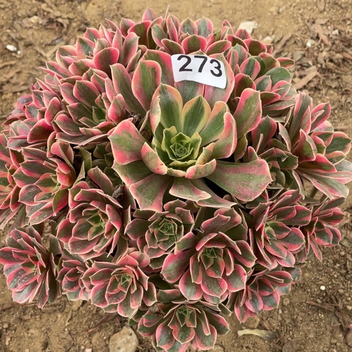 无花朵273多肉植物女妖