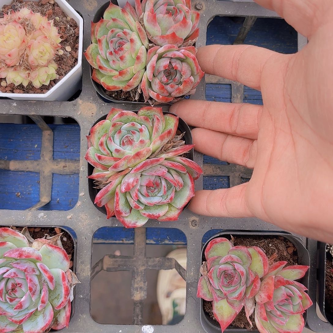 咿***勒A817两颗一物一拍