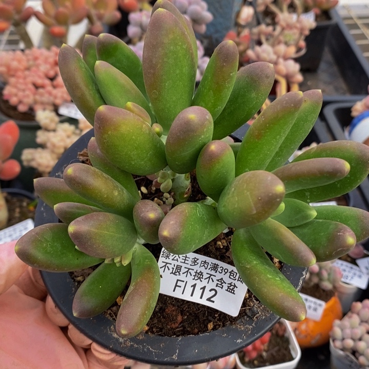 芒果奶11cm112多肉植物