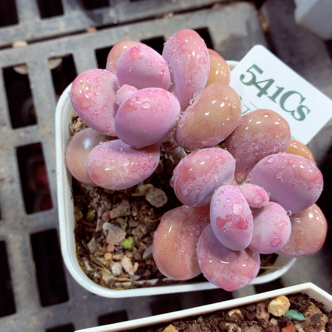 5厘米盆精控多肉540