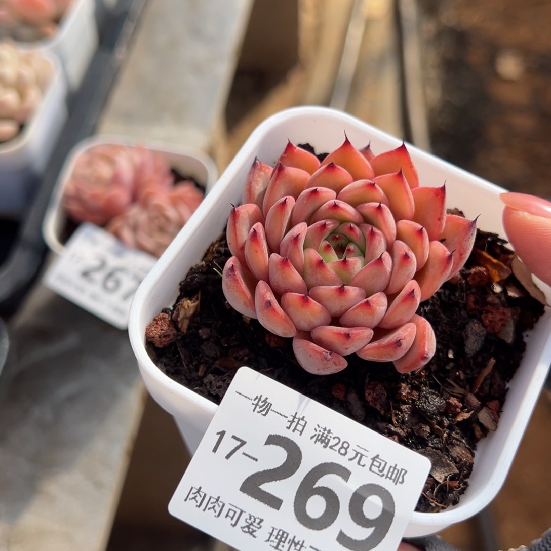 星空珍妮多肉多肉多肉多肉