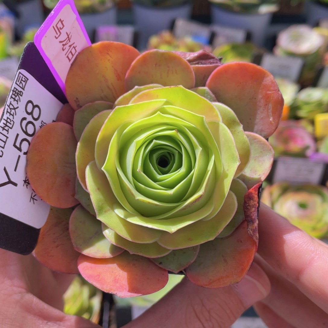 乌龙伯爵多肉福利568一物一拍