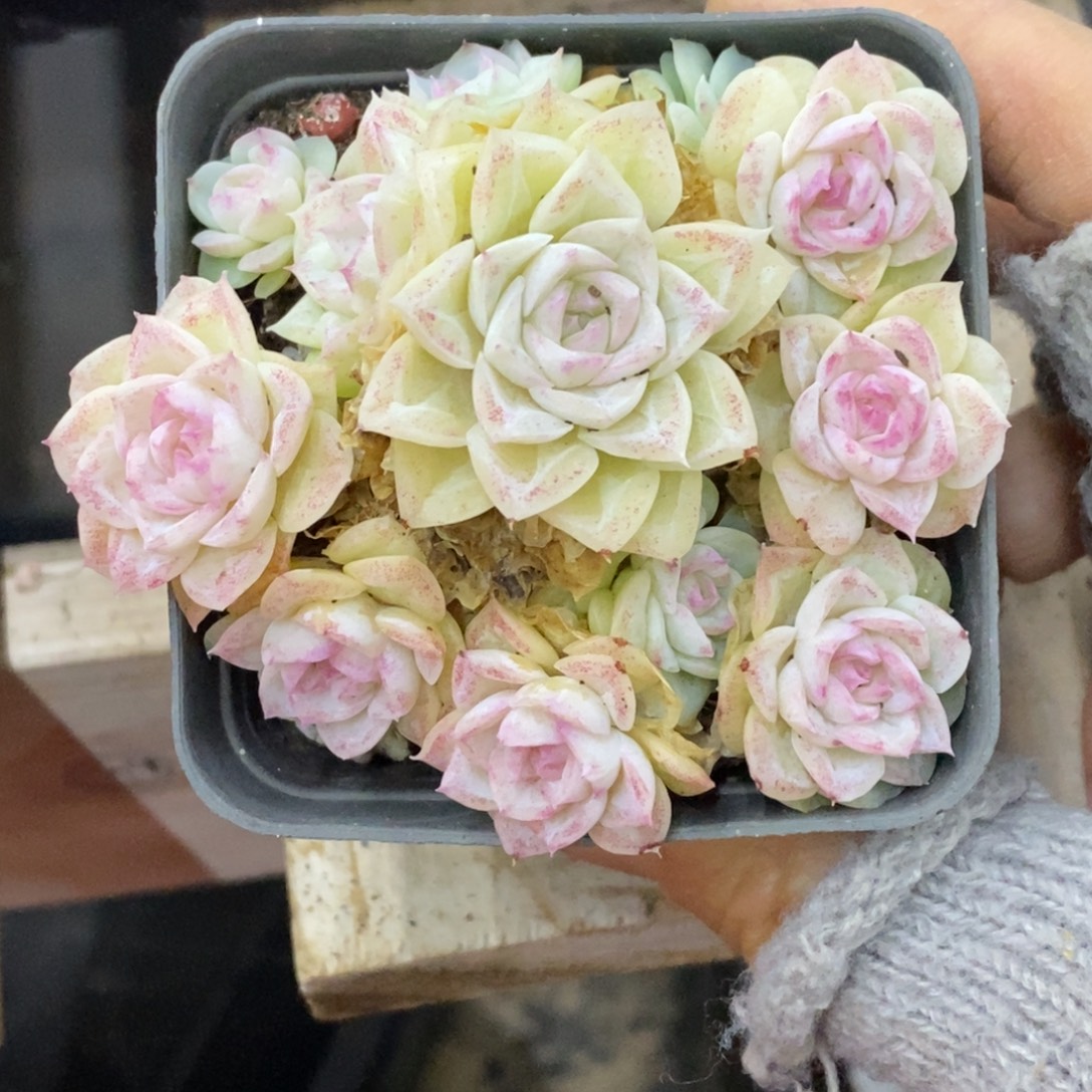 精品多肉一物拍不包整133