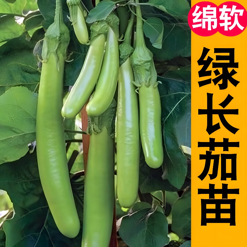 寿光绿长茄秧苗高产绿长茄青茄苗子庭院裁员种植阳台盆栽