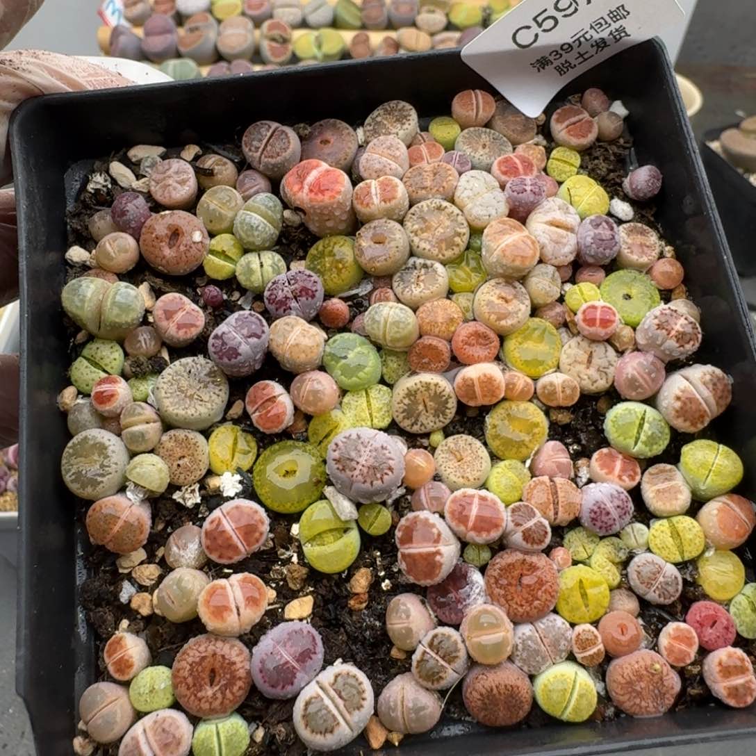 597恍恍惚惚哈哈哈哈哈哈哈哈