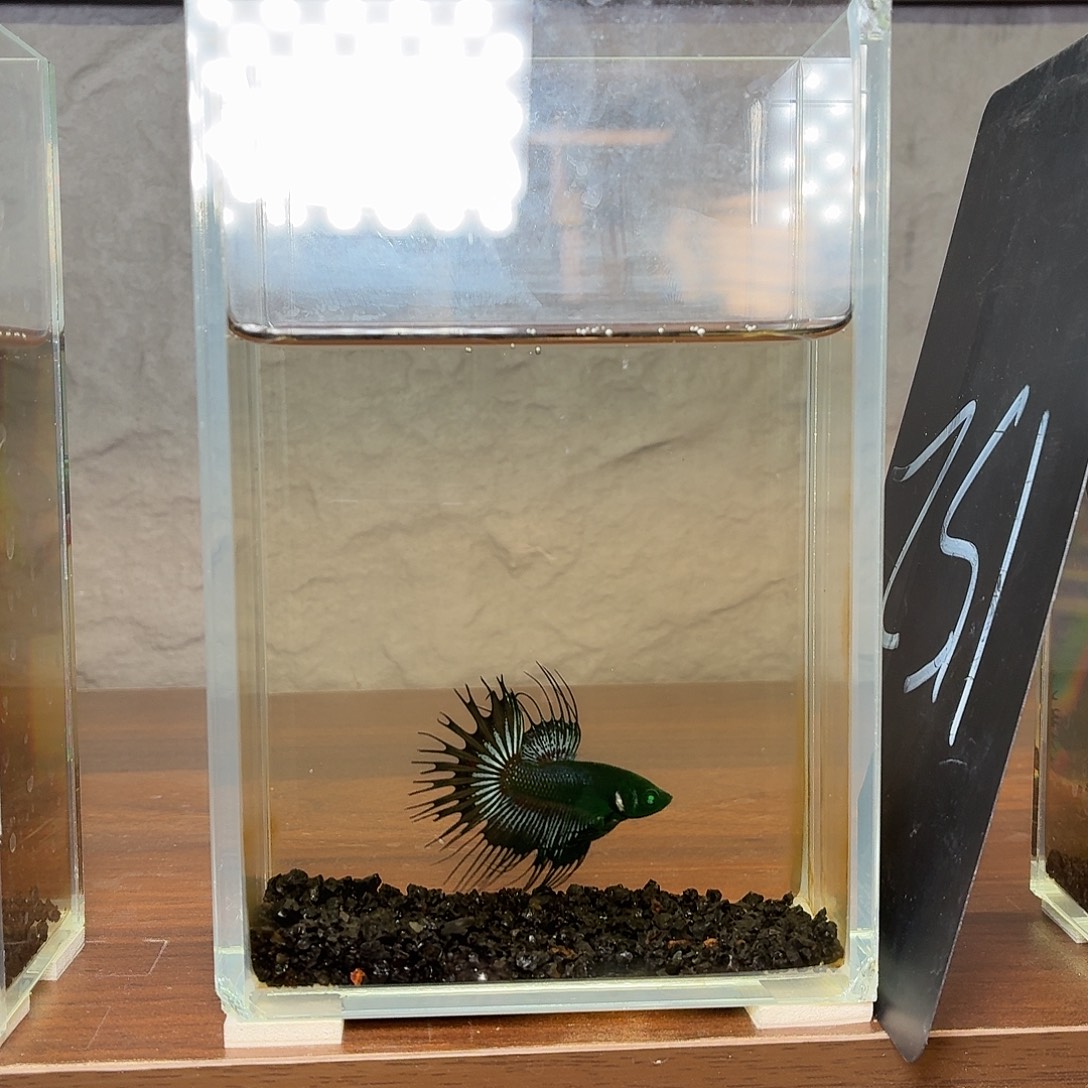 斗鱼绿魔狮王公鱼