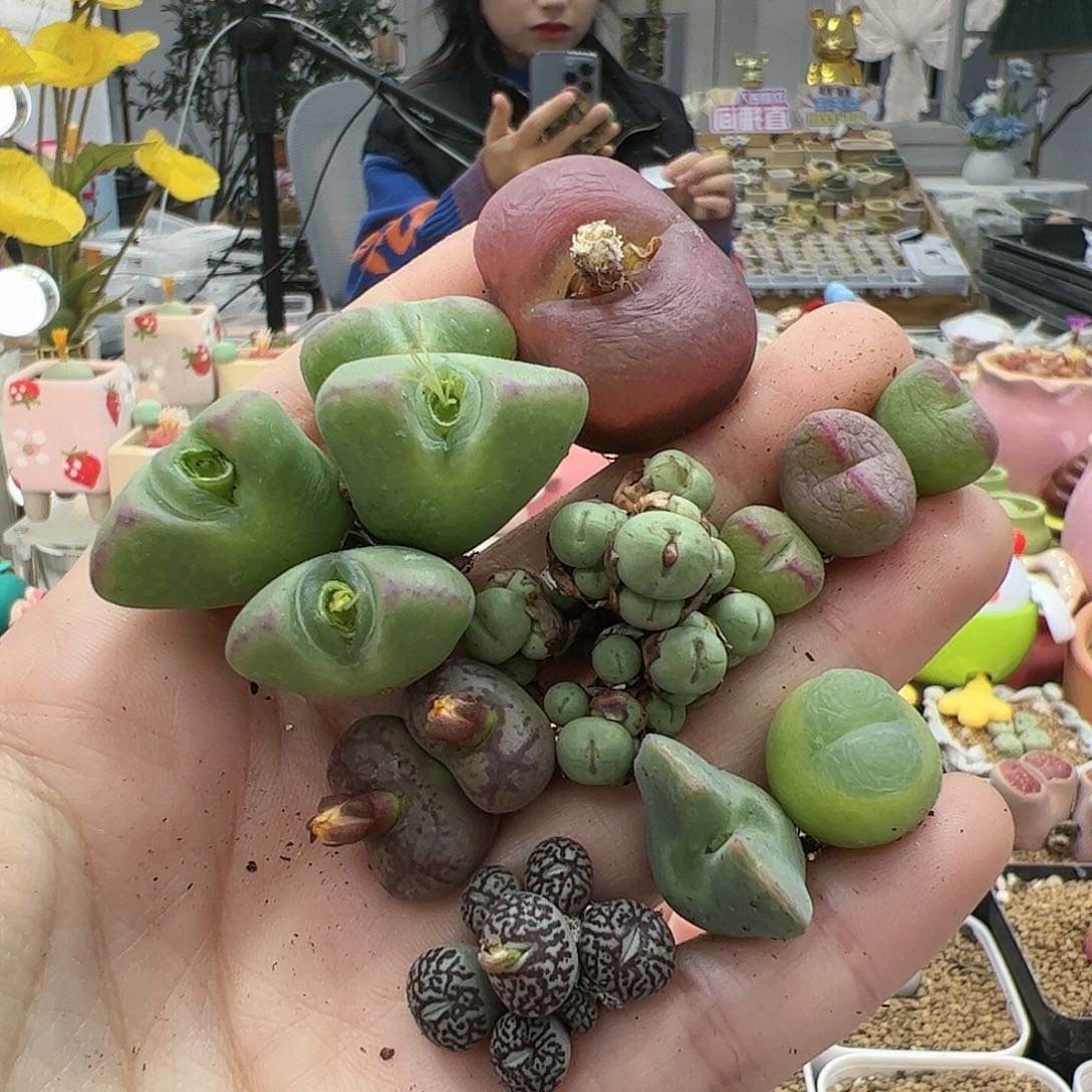 【闪购商品】107 开播福利