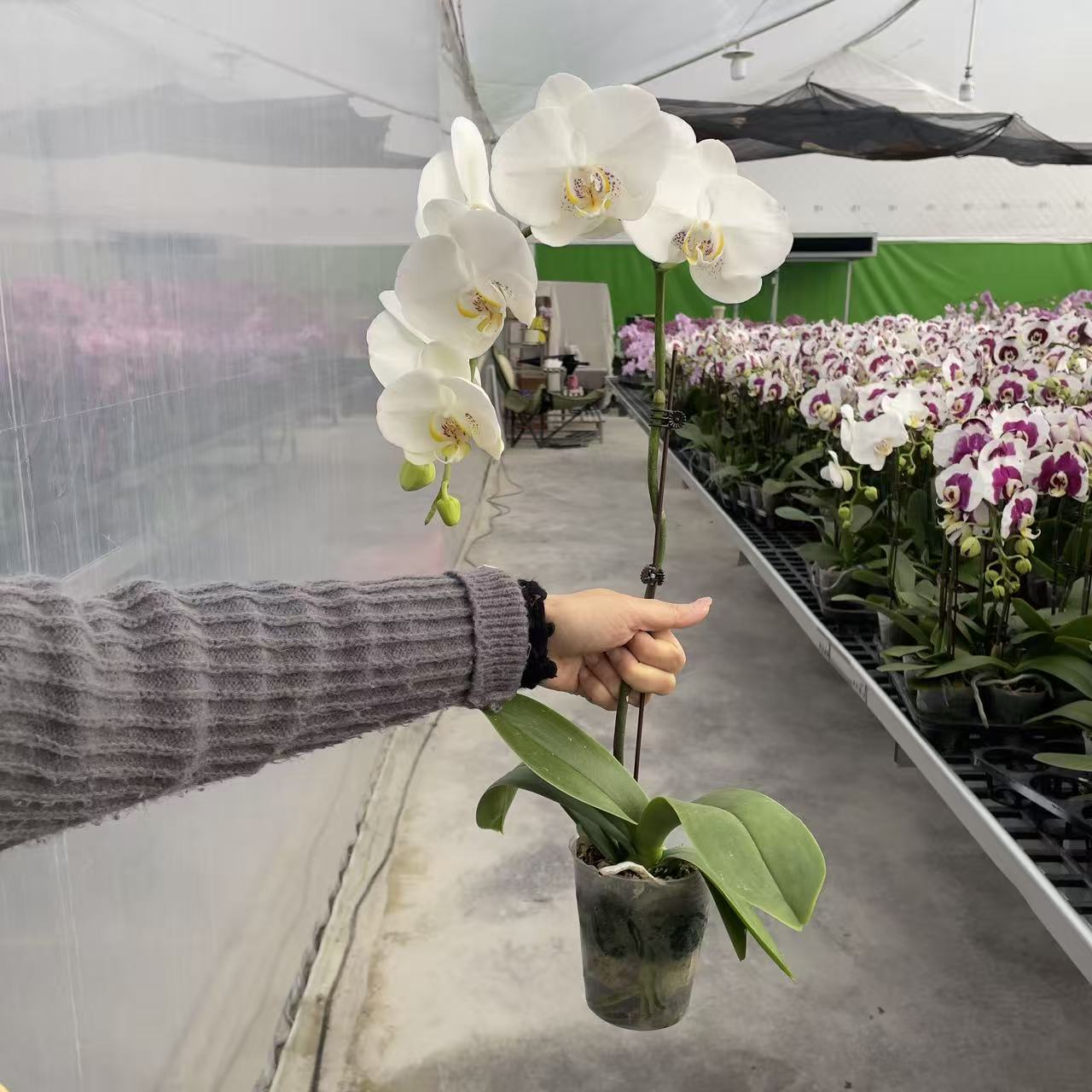 《白色大花》3.0寸杯双植料精品蝴蝶兰 好养耐养 清新脱俗 室内花卉