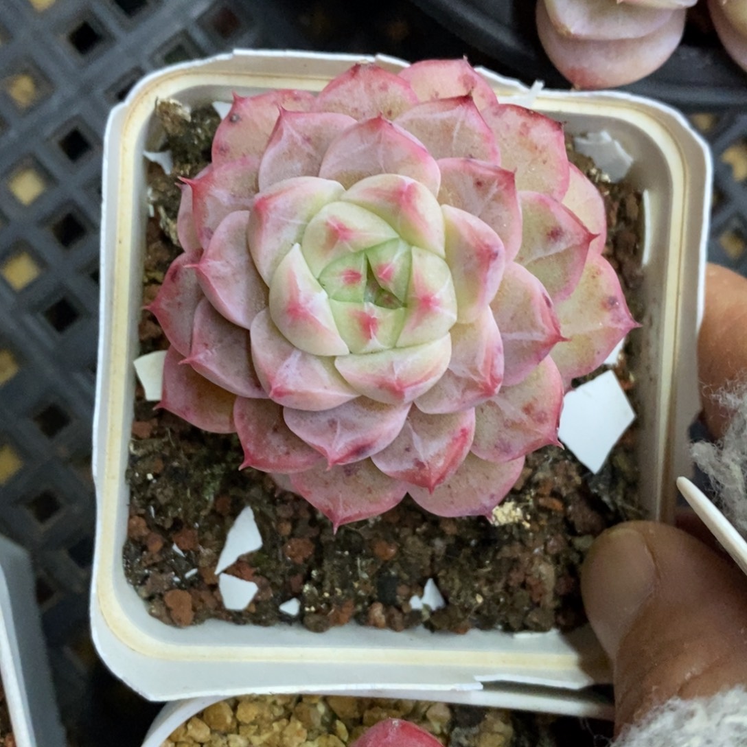 精品多肉一物拍不包整288