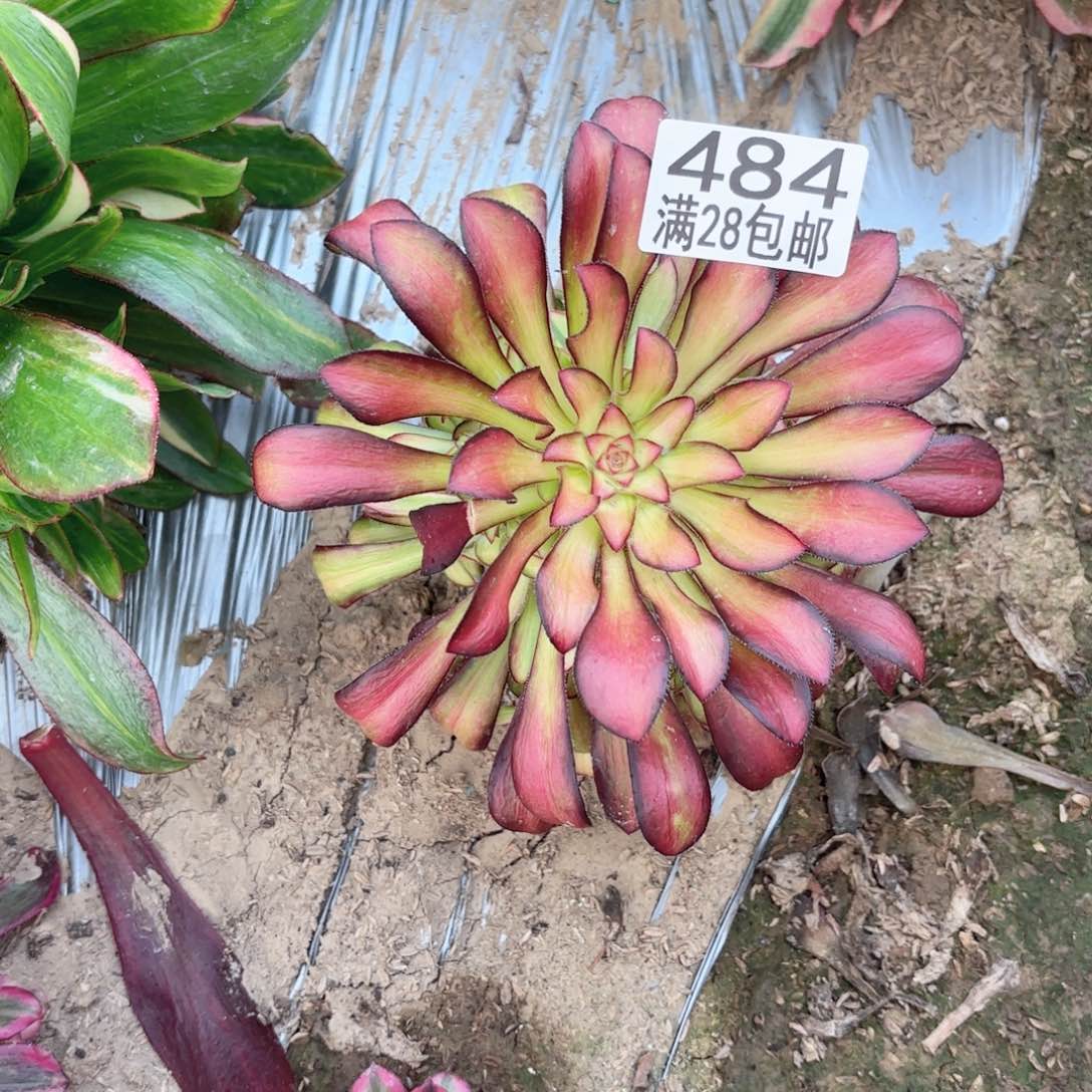 N. 484魅力多肉111111